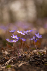 Anemone hepatica (common hepatica, liverwort, kidneywort, pennywort) Flowers, Spring, Forest, Finland Anemone hepatica (common hepatica, liverwort, kidneywort, pennywort) Flowers, Spring, Forest, Finland